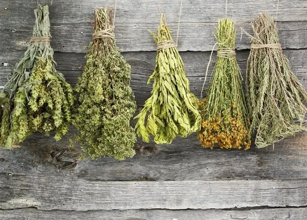 7 Beneficial Herbs for Use in Steam Rooms
